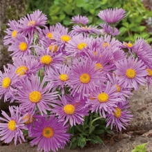 Астра Принцесса (альпийская)