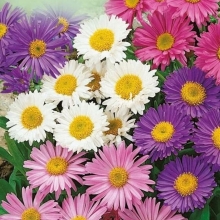 Астра Иллирия смесь (альпийская)