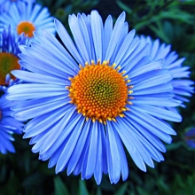 Астра Синие кристаллы (альпийская)