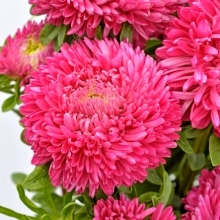 Астра Баллон Кармин