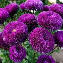 Астра Баллон Пурпурный