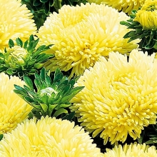 Астра Баллон Желтый