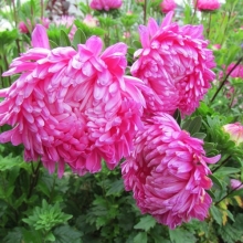 Астра Башня Розовая