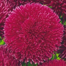 Астра Джувел Родолит