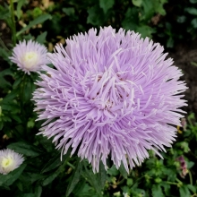 Астра Есения