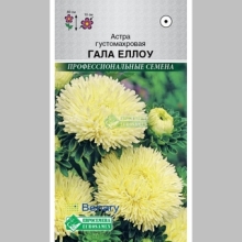 Астра Гала Еллоу