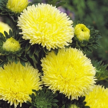 Астра Гала Еллоу