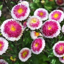 Астра Хай-Но-Мару