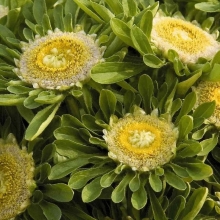 Астра Hulk китайская (большой пакет)