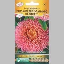 Астра Хризантелла Фламинго на Закате