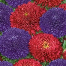 Астра Королева смесь