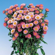 Астра Мацумото Белая с розовым краем