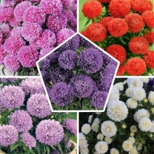 Астра Монпансье смесь