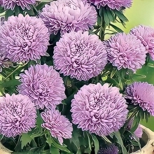 Астра Монпансье Серебристая