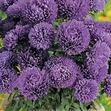 Астра Монпансье Темно-голубая