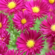 Астра Малиновые облака (Ново-английская)