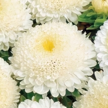 Астра Пампушка Молочная