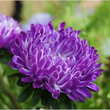 Астра Седая Дама Синяя