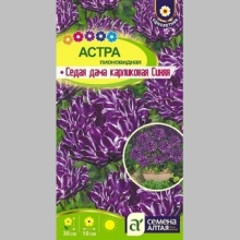 Астра Седая Дама Синяя