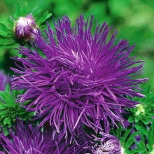 Астра Серебряная цапля