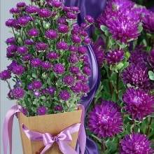 Астра Трубадур Блю Дабл