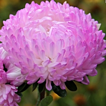 Астра Яблунева