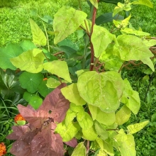 Атриплекс Желтый лебедь (большой пакет)