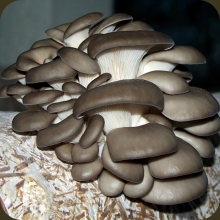 Грибы - Вешенка Чёрный принц