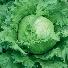 Салат Авангард (айсберг) кочанный