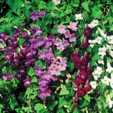 Азарина Смесь окрасок (лазающая)