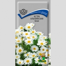Астра Белая (альпийская)