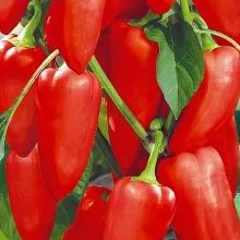 Перец Бабкин Язык