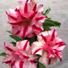 Адениум Экзотическая Бабочка (тучный) (большой пакет)