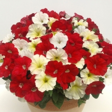 Петуния Бэби Джоконда Саммертайм (Семена Профи)