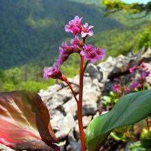 Бадан Фиолетовый маяк (тихоокеанский)