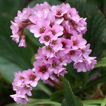 Бадан Тихоокеанский (большой пакет)