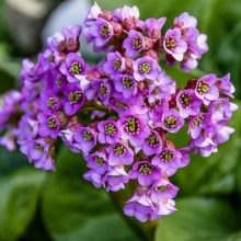 Бадан Толстолистный (большой пакет)