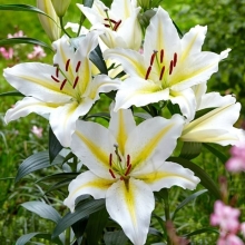 Лилия Баферрари