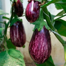 Баклажан Лейре F1 (Rijk Zwaan)