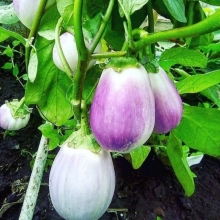 Баклажан Кабанчик