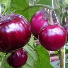 Баклажан Переселенец