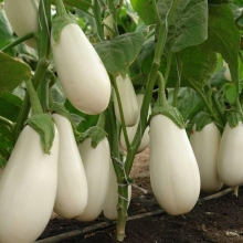 Баклажан Молочник