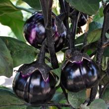 Баклажан Трюфель F1