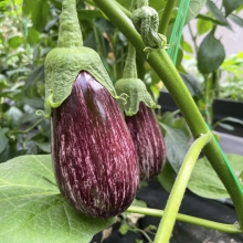 Баклажан Далматинец