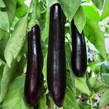 Баклажан Кубинская сигара F1