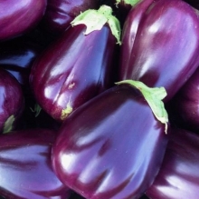 Баклажан Бардовский фестиваль F1