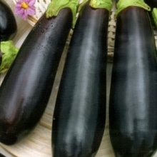 Баклажан Касатка