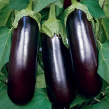 Баклажан Сытая зима F1