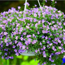 Бакопа Блутопия