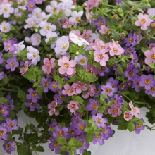 Бакопа Утопия смесь